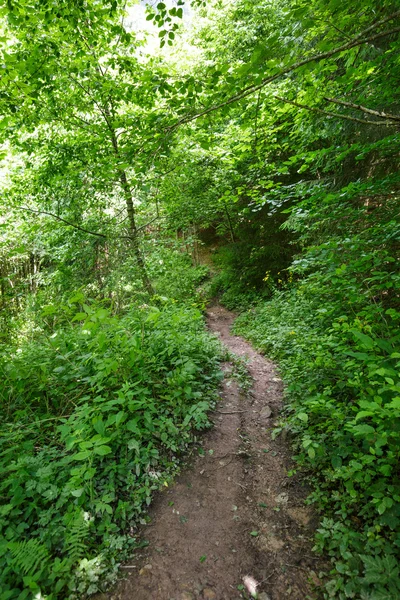 Weg durch den Wald — Stockfoto