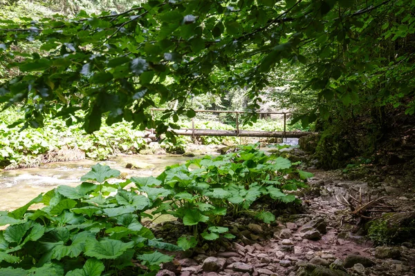 Dřevěný most v lese — Stock fotografie