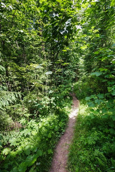Trail az erdőn át — Stock Fotó