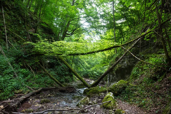 Riserva naturale di Apuseni in Romania — Foto Stock