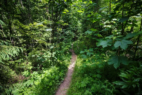 Trail through the forest — Stock Photo, Image