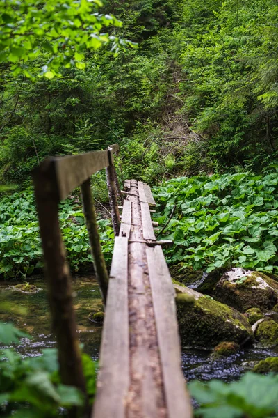 Dřevěný most v lese — Stock fotografie