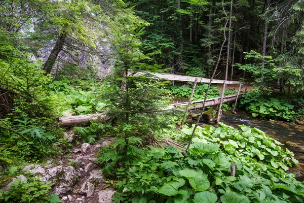 Träbro i skogen — Stockfoto