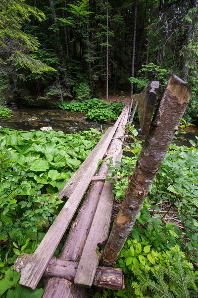 Дерев'яний міст у лісі — стокове фото