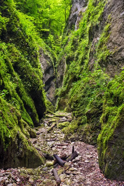 Apuseni doğal rezerv Romanya Stok Fotoğraf
