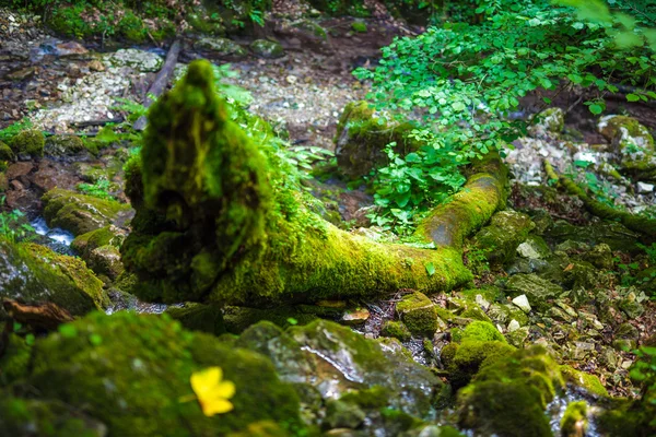 Yosunlu ağaç gövdesi düşmüş — Stok fotoğraf