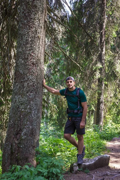 Uomo escursionista in un abete secolare — Foto Stock