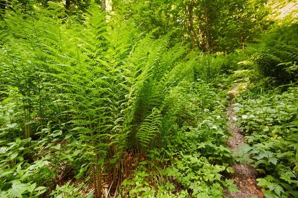 Sentier de montagne à travers les fougères — Photo