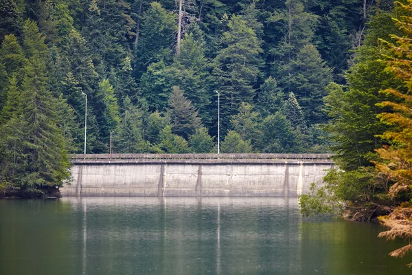 Dam lake and pine forest — Stock Photo, Image
