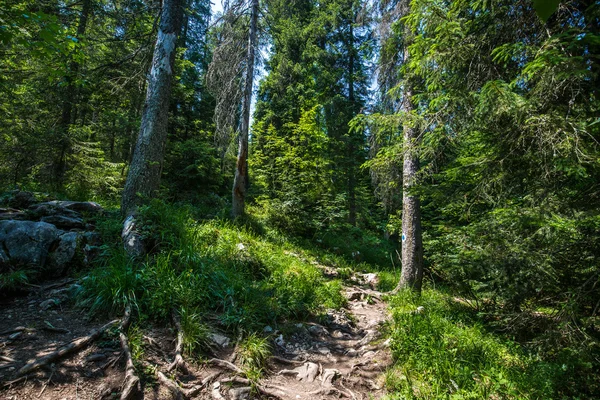 Sentiero attraverso una vecchia foresta di abeti — Foto Stock