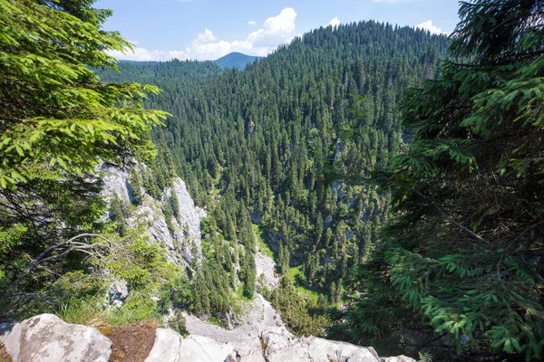 Paisagem com um vale florestado — Fotografia de Stock