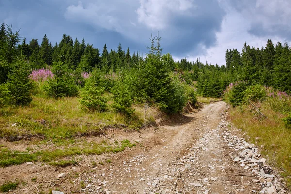 Strada e pineta — Foto Stock