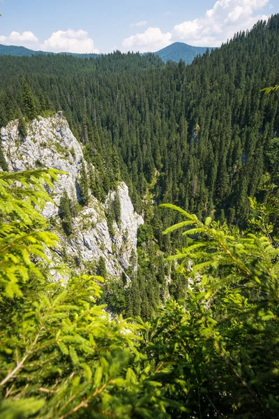 Paisaje con un valle arbolado — Foto de Stock