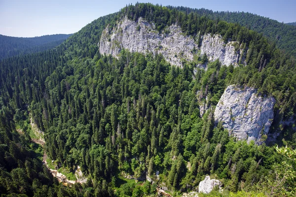 Bergtop bedekt met bos — Stockfoto