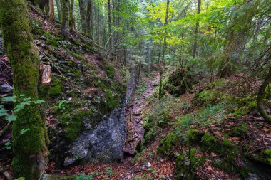 Apuseni Dağları 'ndaki sık orman bitkileriyle çevrili dar yosun kaplı kireçtaşı vadi.