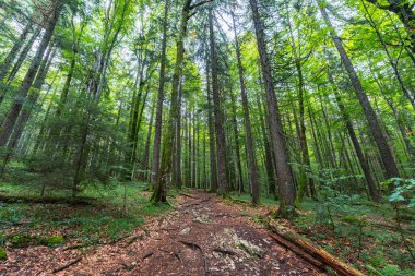 Apuseni Dağları 'nda yaz ışığında kıvrılan kayalık bir patikası olan yoğun yeşil orman