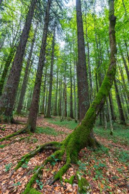 Yosun kaplı ağaç gövdeleri ve Apuseni Dağları 'nın sık ormanlarından geçen bir orman yolu.
