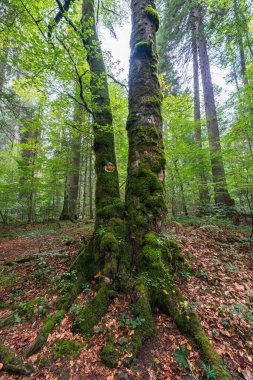 Yosun kaplı ağaç gövdeleri ve Apuseni Dağları 'nın sık ormanlarından geçen bir orman yolu.