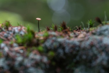 Apuseni dağlarındaki yosunların ve küçük orman bitkilerinin arasında tek başına duran küçük narin mantarlar, yumuşak bir makro kompozisyonda yakalandılar. 
