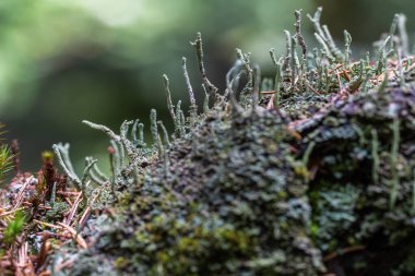 Yakın plan ren geyiği liken, Cladonia rangiferina, Apuseni ormanında yosunlu bir yüzey üzerinde büyüyen, yumuşak doğal ışık ile narin dallanma yapısını gösteren