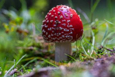 Apuseni ormanında çimlerin ve yosunların arasında büyüyen beyaz benekli kırmızı başlıklı mantar mantarı Amanita muscaria doğal ışıkta yakalanır. 