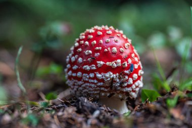 Apuseni ormanında çimlerin ve yosunların arasında büyüyen beyaz benekli kırmızı başlıklı mantar mantarı Amanita muscaria doğal ışıkta yakalanır. 