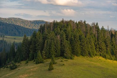 Apuseni dağlarının Padi bölgesinde güneşli çayırlar ve çam ormanları, huzurlu bir Alp Vadisi 'ndeki dağınık kır evleri ve otlakları gösteriyor. 