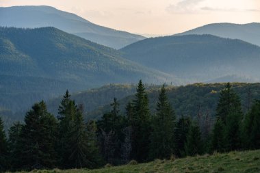 Apuseni dağlarının Padi bölgesindeki güneşli çayırların ve çam ormanlarının havadan görünüşü huzurlu bir dağ vadisinde dağınık kır evleri ve otlakları gösteriyor.