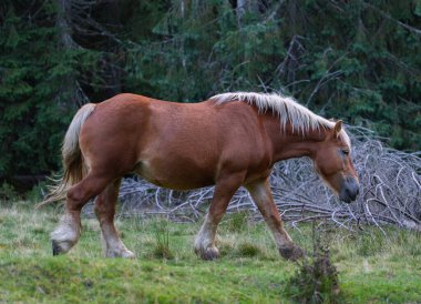 Kestane rengi Haflinger atı Apuseni dağlarındaki bir ormanın yakınındaki çimenli bir çayırda sakince yürüyor.
