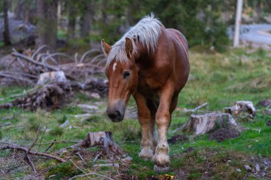 Kestane rengi Haflinger atı Apuseni dağlarındaki bir ormanın yakınındaki çimenli bir çayırda sakince yürüyor.
