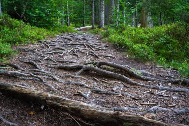 Apuseni Dağları 'ndaki yemyeşil bitki örtüsüyle çevrili bir orman patikasına yayılan ağaç kökleri.