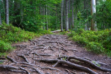Apuseni Dağları 'ndaki yemyeşil bitki örtüsüyle çevrili bir orman patikasına yayılan ağaç kökleri.