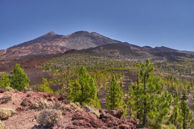 Yeşil Kanarya çam ağaçları, uzak Teide ve Pico Viejo dağları ve açık mavi gökyüzünün altında görünen patikalarla kırmızımsı volkanik zemine saçılmış.