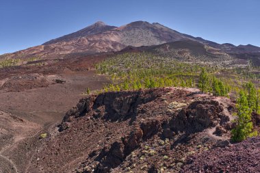 Yeşil Kanarya çam ağaçları, uzak Teide ve Pico Viejo dağları ve açık mavi gökyüzünün altında görünen patikalarla kırmızımsı volkanik zemine saçılmış.