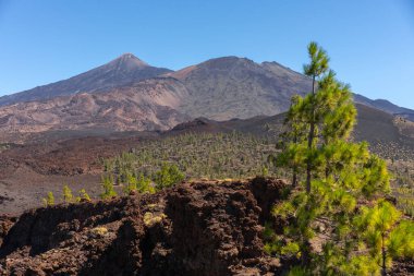 Volkanik arazide yetişen yeşil çam ağacı Teide Dağı ve Pico Viejo Dağı açık mavi gökyüzünün altında yükseliyor.