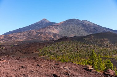 Yeşil Kanarya çam ağaçları, uzak Teide ve Pico Viejo dağları ve açık mavi gökyüzünün altında görünen patikalarla kırmızımsı volkanik zemine saçılmış.