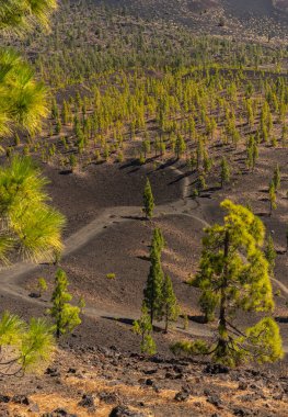 Parlak güneş ışığı altında Samara yakınlarındaki karanlık volkanik arazide seyrek çam ormanlarında kıvrılan patikalar.