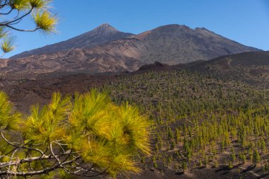 Yeşil Kanarya çam ağaçları, uzak Teide ve Pico Viejo dağları ve açık mavi gökyüzünün altında görünen patikalarla kırmızımsı volkanik zemine saçılmış.