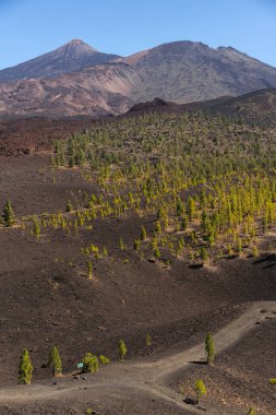 Volkanik arazide seyrek çam ormanlarında kıvrılan kavisli patikalar Teide Dağı ve Pico Viejo Dağı arka planda berrak mavi gökyüzünün altında görülebilir.