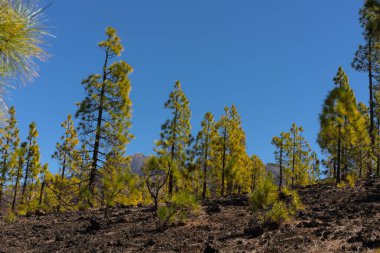 Corona Ormanı 'ndaki eski lav tarlalarının üzerinde büyüyen genç Kanarya Çamları. Teide Dağı arka planda soluk soluğa görünüyor. Açık mavi gökyüzünün altında.
