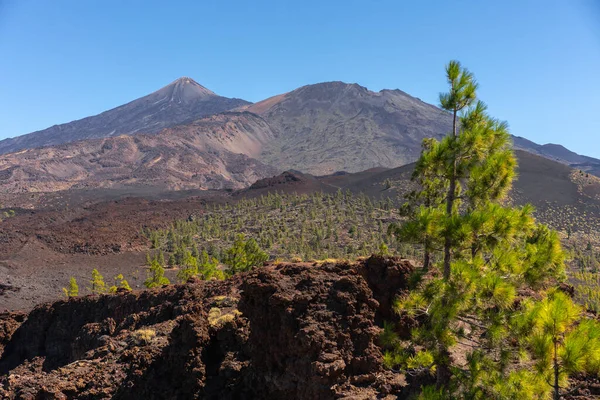 Volkanik arazide yetişen yeşil çam ağacı Teide Dağı ve Pico Viejo Dağı açık mavi gökyüzünün altında yükseliyor.
