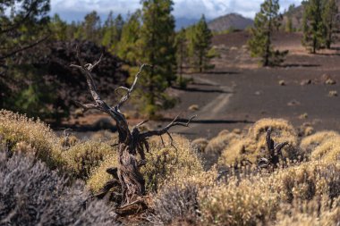 Samara bölgesinde çam ormanı ve arka planda dağlar olan bir yürüyüş yolunun yakınındaki çalıların ve volkanik toprağın arasında kurumuş ağaç gövdesi.