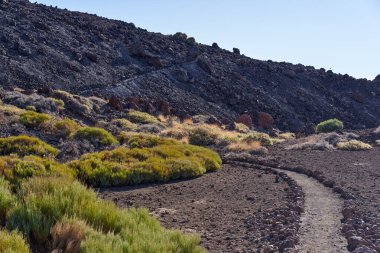 Teide Ulusal Parkı, Tenerife, İspanya 'da lav yamaçlarından ve seyrek bitki örtüsünden geçen patikalar. 