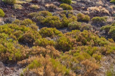 Alçak volkanik bitki örtüsü ve Teide Dağı 'nın kuru yamaçlarında parlak güneş ışığı altında yetişen bitkiler. 