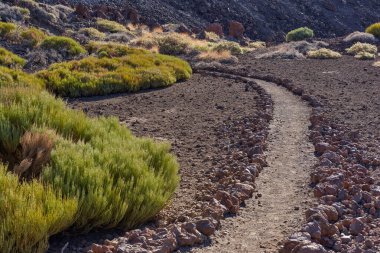 Teide Ulusal Parkı, Tenerife, İspanya 'da lav yamaçlarından ve seyrek bitki örtüsünden geçen patikalar. 