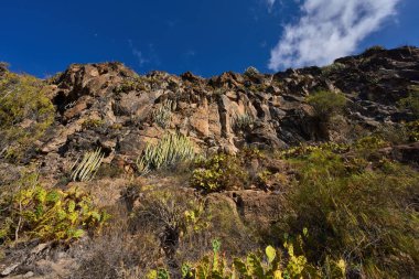 Bazalt ve Tuff 'un pürüzlü oluşumları, etrafındaki kurak büyümeyle çelişen dünyanın ateşli geçmişini ortaya koyuyor..