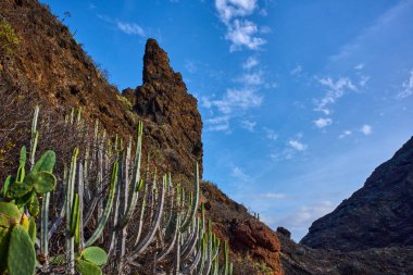 Anaga 'da yüksek Euphorbia kanariensis ve Opuntia kaktüsleri Afur' dan Taganana 'ya parlak bir astropikal gökyüzü altında yükselen kayalık bir volkanik yamaç.