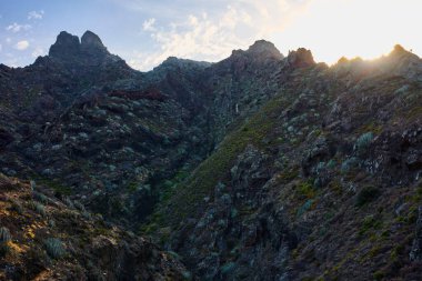 Kuru çalı çırpı, Afur ve Taganana 'yı birbirine bağlayan engebeli, dolambaçlı yolun yanındaki yamaca inatla tutunuyor..
