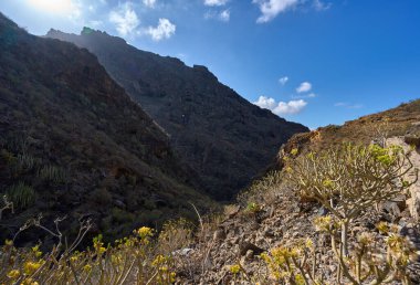 Barranco del Infierno Tenerife 'deki sulu bitki örtüsüyle çevrili derin volkanik geçidin dramatik arka plan görüntüsü.
