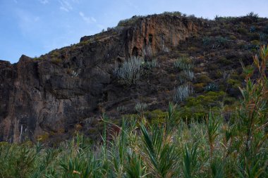 Anaga 'da sarp kayalıklarda yetişen, endemik şamdan öforbi bitkileriyle volkanik kayalık yüzeyi